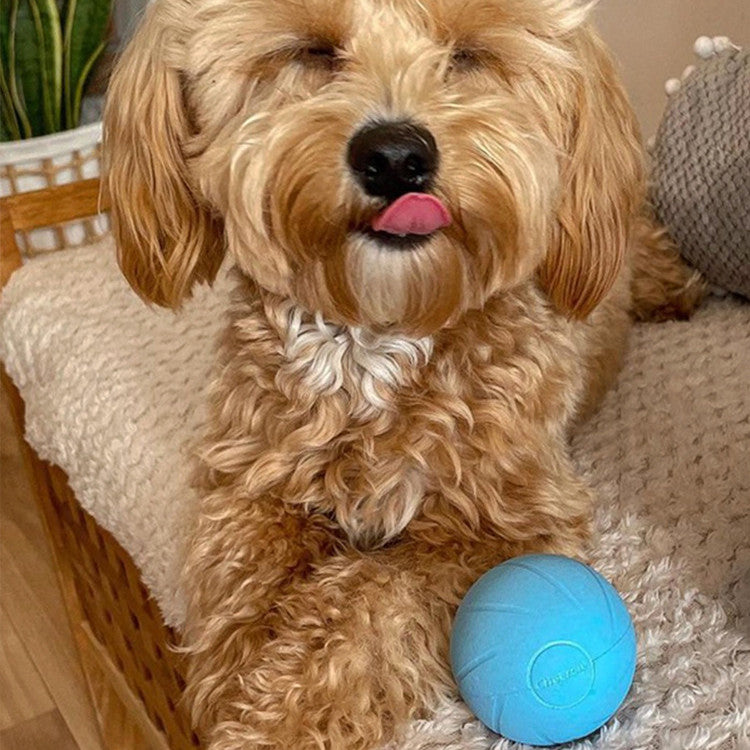 Interactive Cat Toy for Active Play and Mental Stimulation-1